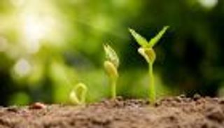 تقنية جديدة لفهم سلوك النباتات