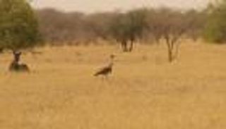 تعاون إماراتي هندي لإنقاذ طيور الحبارى الهندية