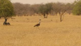 جهود إماراتية هندية للحفاظ على طيور الحبارى 