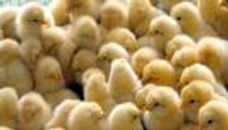 مشاهد صادمة.. لماذا أعدمت إيران ملايين الكتاكيت؟