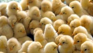 إيران تعدم ملايين الكتاكيت بحجة توازن السوق