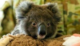 صغير كوالا في كينجسكوت الأسترالية