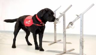 كلب يدرب لشم المصابين بكورونا