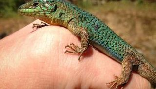 السحلية المستوطنة في جنوب شرق أوروبا