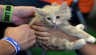 الحالتان تعتبران أولى الإصابات التي تطال حيوانات منزلية في أمريكا