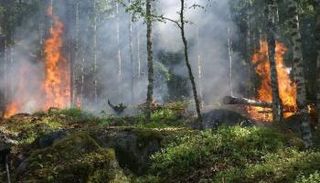 حريق الغابات يهدد البيئة في بولندا