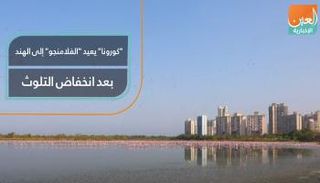 "كورونا" يعيد "الفلامنجو" إلى الهند بعد انخفاض التلوث