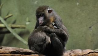 قرود المندريل