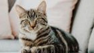 إصابة قط فرنسي بكورونا.. الخامس في العالم