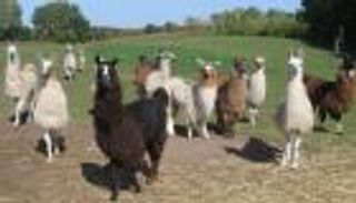 حيوان "لاما" ربما يكون مفتاح القضاء على كورونا