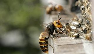 الدبور العملاق يمزق رؤوس النحل