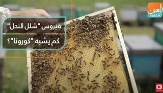 بعد كورونا.. فيروس يهدد بإبادة مستعمرات النحل