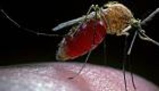 اكتشاف ميكروب يوقف نشر الملاريا