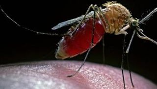 البعوض الناقل لطفيل الملاريا 