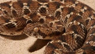 أفعى الحراشف المنشارية