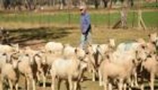 الأمطار تحيي أراضي أستراليا القاحلة وتبث الأمل في نفوس المزارعين