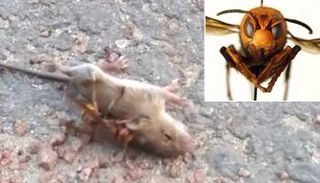 لقطة تظهر الدبور وقد أجهز على الفأر