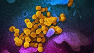 شكل الفيروس المسبب لمرض الجدري