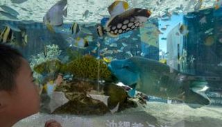 طفل يعاين أسماكا في حوض مائي بطوكيو - أرشيفية