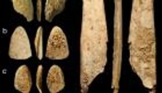 الإنسان البدائي كان أكثر تعقيدا.. والدليل أضلاع الحيوانات