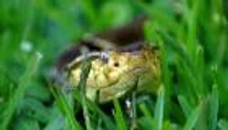 العلاج بالسموم.. شركات أدوية تستعين بـ"الطبيعة" في مواجهة الأمراض