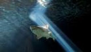 راكب أمواج يهزم سمكة قرش في أستراليا.. لكمها مرتين