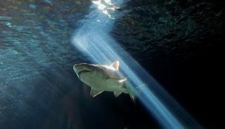 سمكة قرش في 