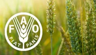 شعار منظمة الأغذية والزراعة التابعة للأمم المتحدة (فاو)