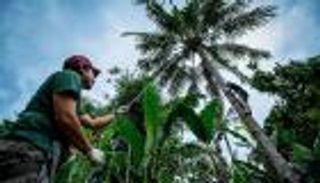 كورونا يخشى "جوز الهند" في جمهورية كيريباتي