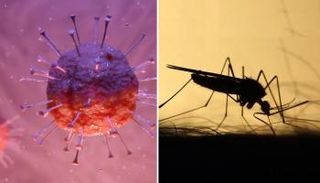 لا بيانات تؤكد نقل البعوض عدوى كورونا
