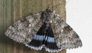 العثة الآسيوية الغجرية لا تنتمي إلى أي مكان