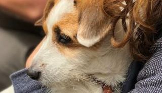 إدارة الغذاء والدواء الأمريكية توصي بالتباعد الاجتماعي للكلاب والقطط