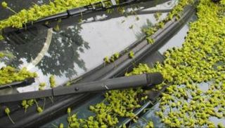 افحص سيارتك بعد صفها تحت الأشجار 