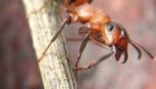 نمل الخشب يفاجئ العلماء بذكريات قصيرة وطويلة المدى