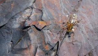 صخور الشونغيت 