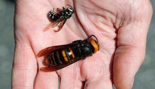 البعوض أخطر من الدبابير