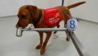 رصد كورونا بـ"الرائحة".. الكلاب تدخل على خط المواجهة