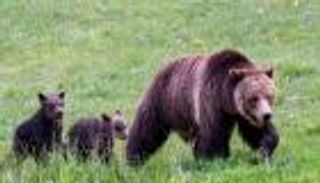 إلى جانب كورونا.. دببة تجبر سكان إستونيا على ملازمة المنازل