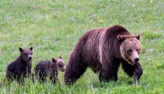 دببة تجبر سكان إستونيا على ملازمة المنازل - أرشيفية