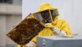 "بمذاق روما".. كورونا ينعش إنتاج عسل النحل في إيطاليا