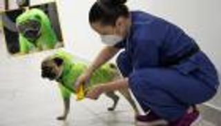 بنظارة ومعطف وحذاء.. الكلب "هارلي" يعالج أطباء من "ضغط كورونا"