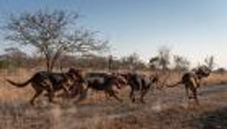 إنقاذ 45 "وحيد قرن" بمجهود الكلاب