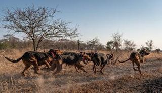 كلاب الحراسة خلال القيام بدورية في الحديقة