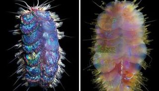 ديدان إلفيس