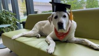 الكلب موس الحاصل على الدكتوراه الفخرية