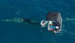 تغريم أسترالي أنقذ حوتا من شباك الصيد