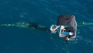 تغريم رجل أسترالي حرر حوت من شباك الصيد