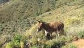 بعد شهرين من الغياب والعزل.. إسباني يبكي بعد لقاء "حماره"