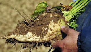 مزارع فرنسي يتفحص نبتة الشمندر السكري