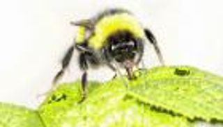 اكتشاف بالمصادفة.. النحل يدفع النباتات للإزهار المبكر لسد جوعه